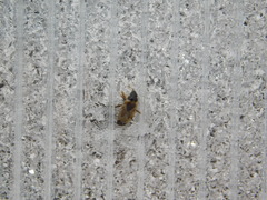 Xanthochilus quadratus