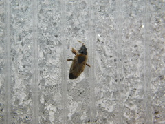 Xanthochilus quadratus