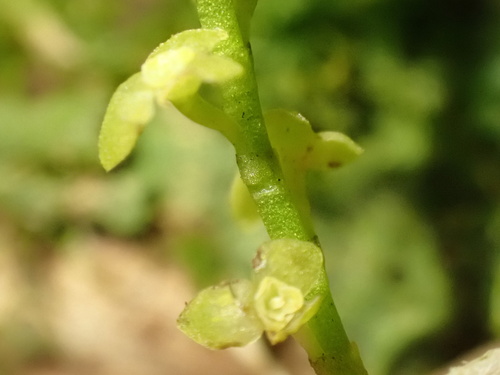 Stelis papaquerensis, photograph 4