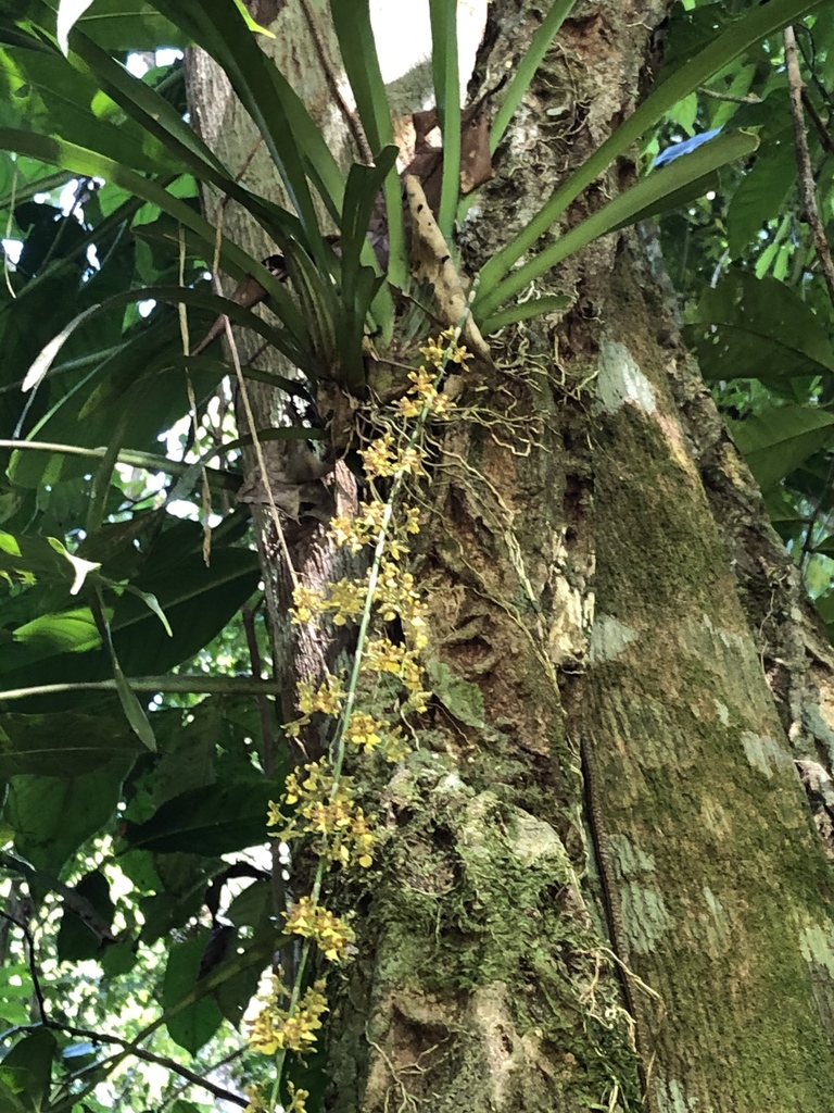 Oncidium polycladium