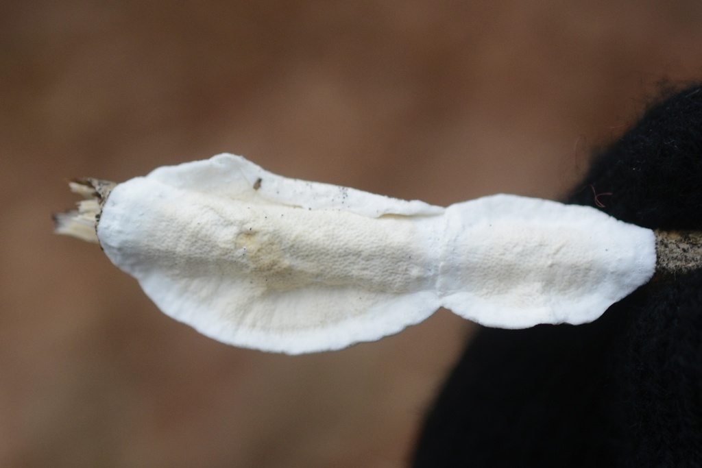 Byssomerulius corium · December 2025 · photo: © cryptomarasmius (iNaturalist, cc-by)