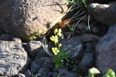 Draba ochroleuca