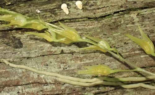 Specklinia picta, photograph 2