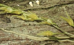 Specklinia picta, photograph author not stated, no rights reserved