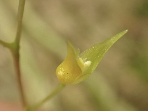 Specklinia picta, photograph 1