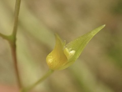 Specklinia picta, photograph author not stated, no rights reserved