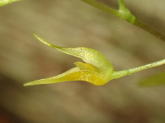 Specklinia picta, photograph author not stated, no rights reserved