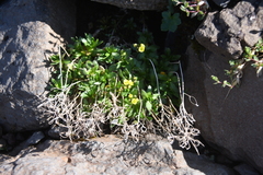 Draba ochroleuca