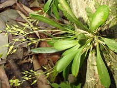 Specklinia picta