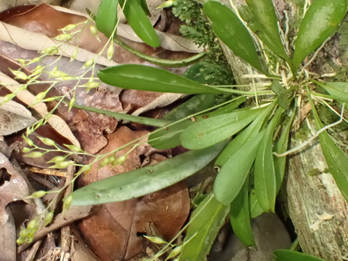 Specklinia picta, photograph 4