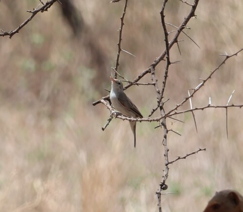 Upcher's Warbler (Hippolais languida), photo 3