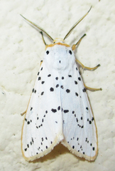 Eyralpenus subluteus