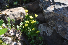 Draba ochroleuca