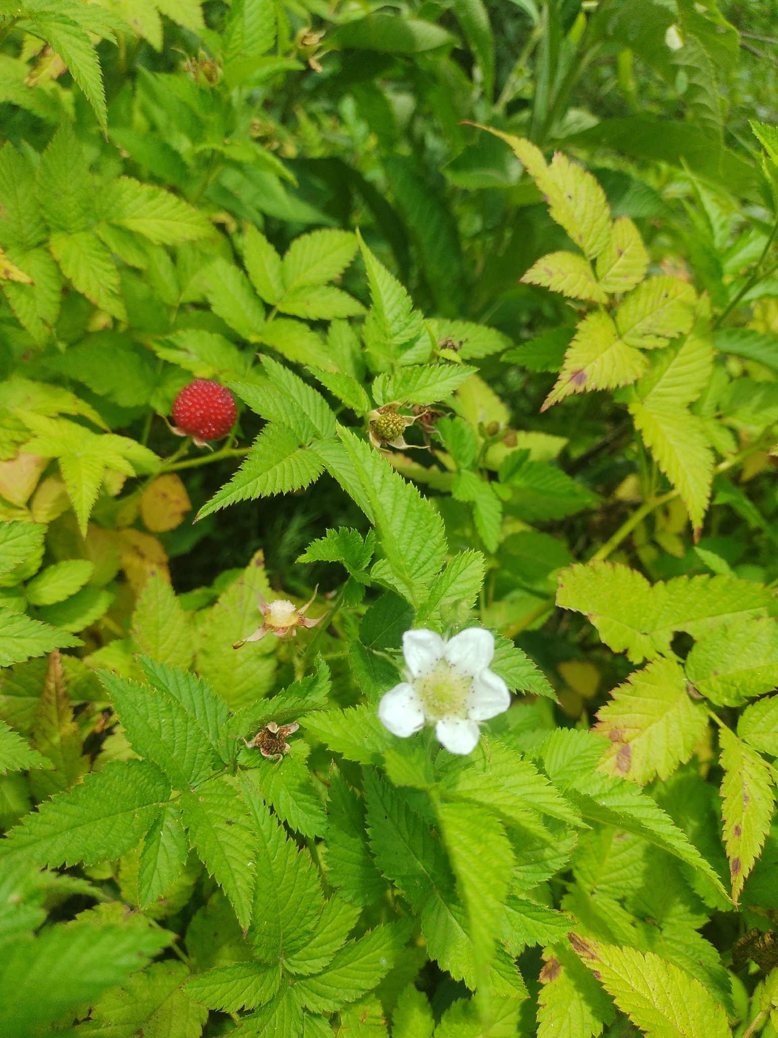 Rubus rosifolius