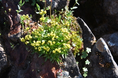 Draba ochroleuca