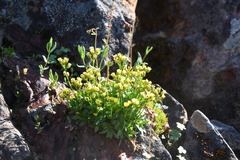 Draba ochroleuca