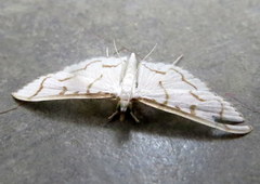 Lamprophaia