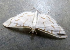 Lamprophaia