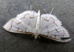 Lamprophaia