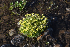 Draba ochroleuca