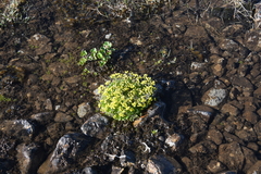Draba ochroleuca