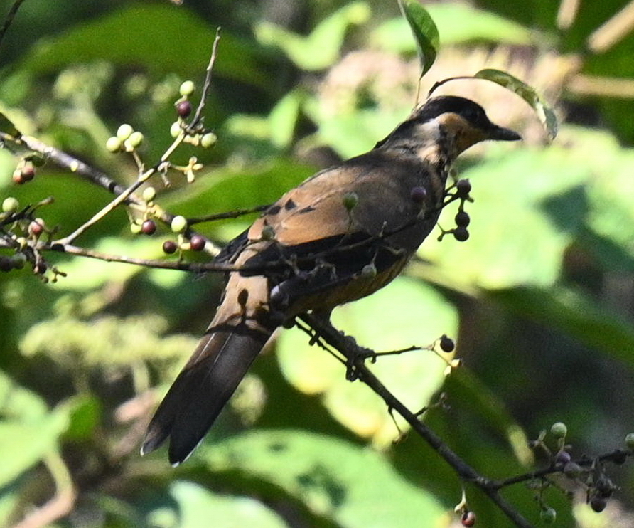 Fruithunter (Chlamydochaera jefferyi), photo 3