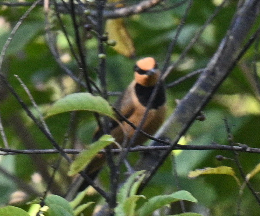 Fruithunter (Chlamydochaera jefferyi), photo 4