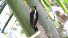 Melanerpes chrysauchen