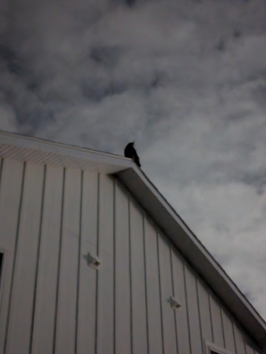 iNaturalist observation 2025-11-23
