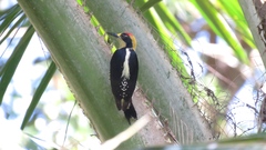 Melanerpes chrysauchen