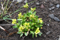 Draba ochroleuca