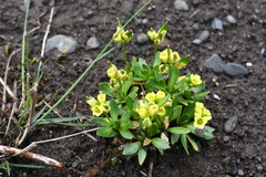Draba ochroleuca