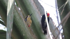 Melanerpes chrysauchen