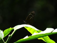 Euploea mulciber basilissa