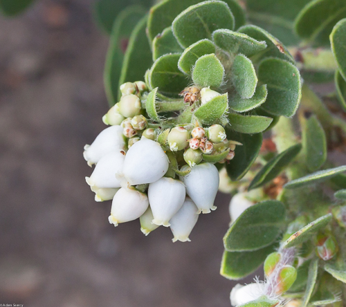 Image of Arctostaphylos viridissima by (c) Adam J. Searcy, some rights reserved (CC BY)
