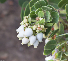 Arctostaphylos viridissima