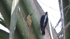 Melanerpes chrysauchen