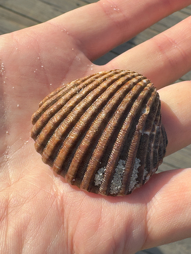 Acanthocardia tuberculata