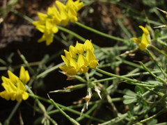 Lotus campylocladus subsp. hillebrandii image