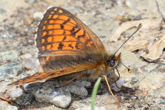 Melitaea varia