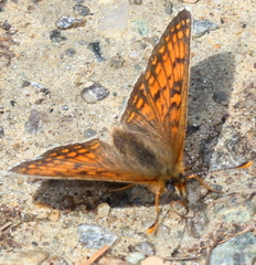 Melitaea varia