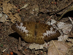 Tanaecia palguna