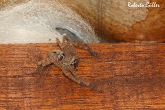 Polybetes rapidus