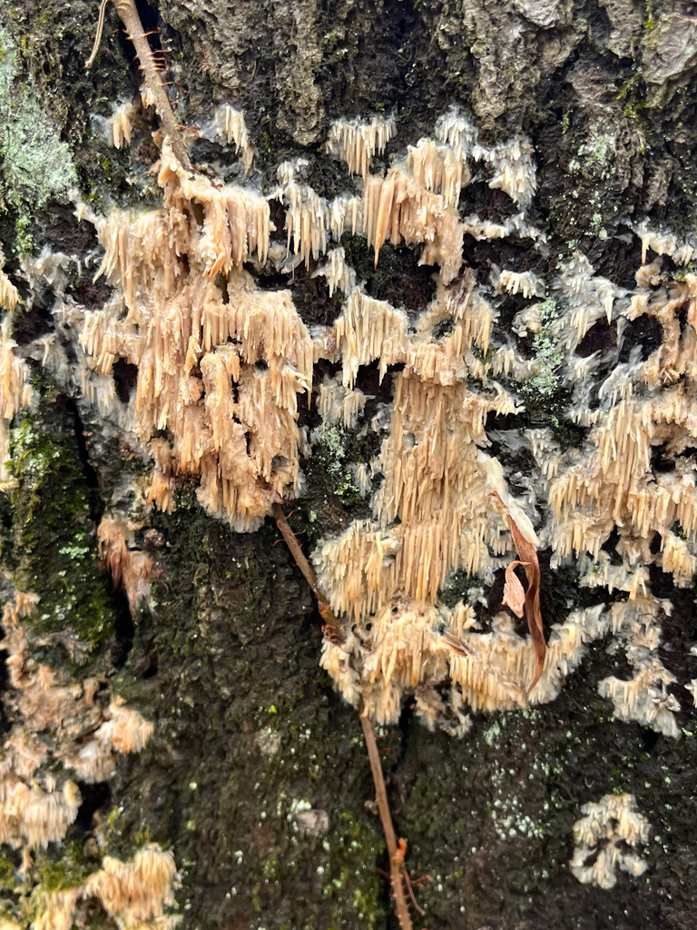 Radulomyces copelandii · December 2025 · photo: © joeylikesbirds (iNaturalist, cc-by)