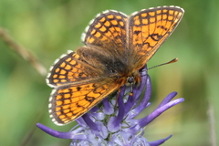 Melitaea varia