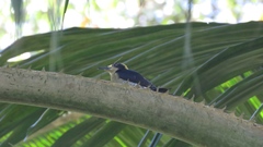 Melanerpes chrysauchen