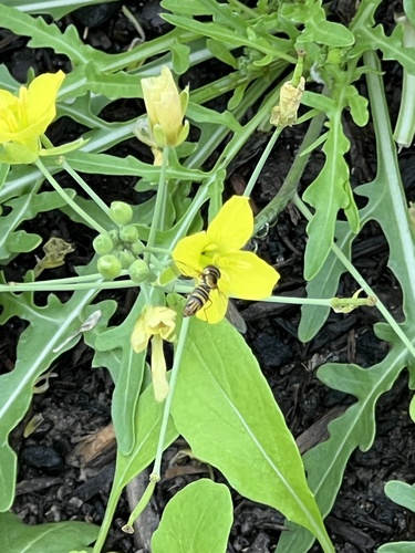 Unknown species found near Lester St, Houston, TX, US