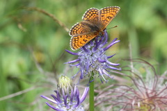 Melitaea varia