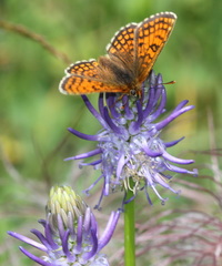 Melitaea varia