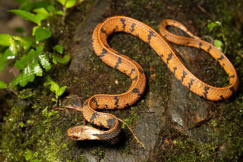Photo of a Sabah Mountain Smooth Slug Snake (Asthenodipsas stuebingi)
